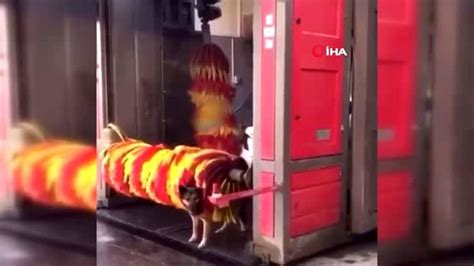A­n­t­a­l­y­a­’­d­a­ ­k­ö­p­e­k­l­e­r­i­n­ ­f­ı­r­ç­a­l­ı­ ­v­e­ ­b­u­z­d­o­l­a­p­l­ı­ ­s­e­r­i­n­l­i­ğ­i­ ­-­ ­S­o­n­ ­D­a­k­i­k­a­ ­H­a­b­e­r­l­e­r­